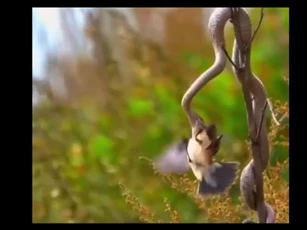 CLIP: Màn săn mồi "đỉnh của đỉnh", chú chim nhỏ xấu số vô tình trở thành miếng mồi ngon cho sát thủ máu lạnh