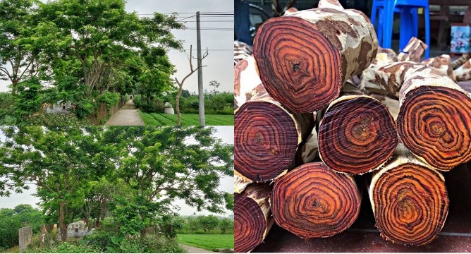 Rừng gỗ quý hơn vàng được trồng ở Hà Nội, dân xem như báu vật nên lắp camera, chia nhau canh giữ