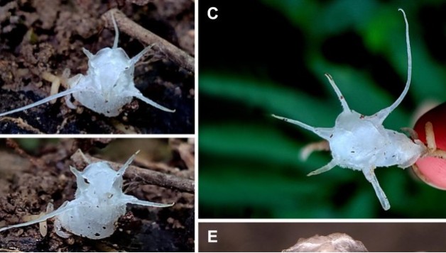 Loài thực vật trong suốt lần đầu ghi nhận ở vị trí cao nhất Việt Nam
