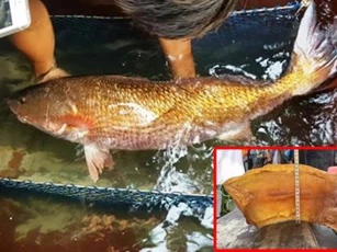 Việt Nam có một loài cá 'quý như vàng', xếp vào hàng những loại cá đắt đỏ nhất thế giới, có bộ phận bán giá gần 2 tỷ