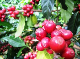 Giá nông sản ngày 26/12/2024: Cà phê và hồ tiêu tiếp tục giữ ở mức cao