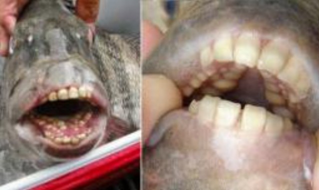 Ngư dân bị sốc khi bắt được cá có bộ răng cửa giống răng con người
