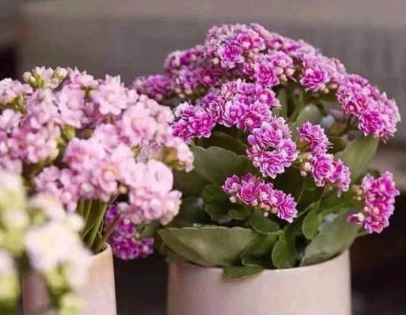 Bí quyết tự pha nước 'kích hoa thần thánh' tại nhà, chỉ cần tưới một chút giúp hoa nở bung nụ rực rỡ