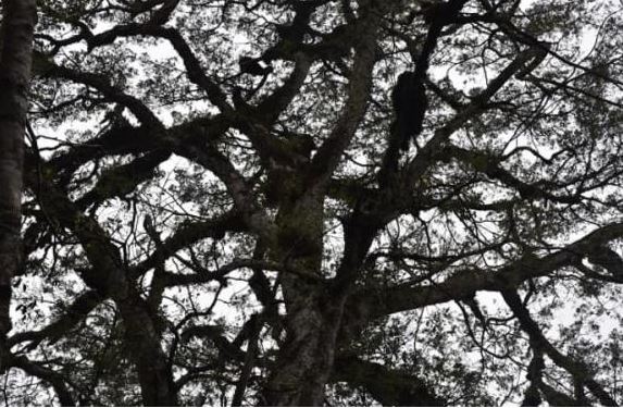 Việt Nam sở hữu loài cây quý hiếm bậc nhất thế giới, chỉ có duy nhất ở nước ta