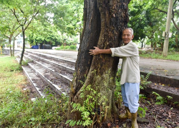Cây sưa hơn 100 tuổi - khối vàng lộ thiên ở Hà Nội: Cao khoảng 15 m, giá 60 tỷ đồng nhưng không bán