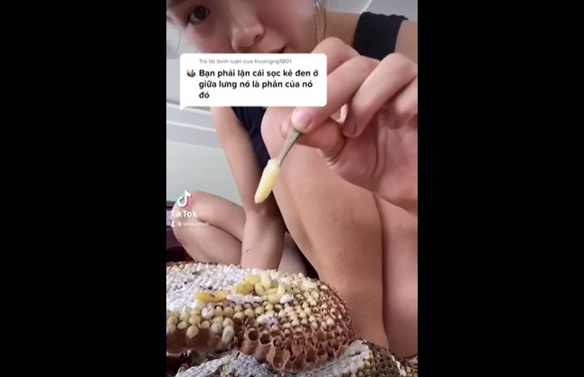 CLIP: Cô gái thưởng thức món đặc sản côn trùng sống, khiến nhiều người lạnh gáy