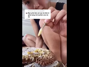 CLIP: Cô gái thưởng thức món đặc sản côn trùng sống, khiến nhiều người lạnh gáy