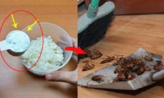 Cơm nguội đừng đổ đi, trộn với thứ này để đuổi gián, côn trùng chết sạch không còn một con