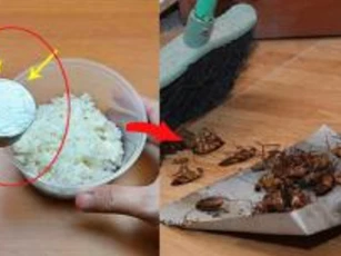 Cơm nguội đừng đổ đi, trộn với thứ này để đuổi gián, côn trùng chết sạch không còn một con