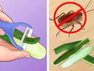Không cần dùng hóa chất nguy hiểm, đây là 5 mẹo giúp đuổi côn trùng khỏi ngôi nhà của bạn