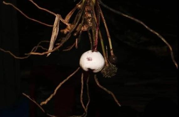 Bạn có biết loại cây duy nhất này chỉ Việt Nam mới có, chưa từng xuất hiện trên thế giới