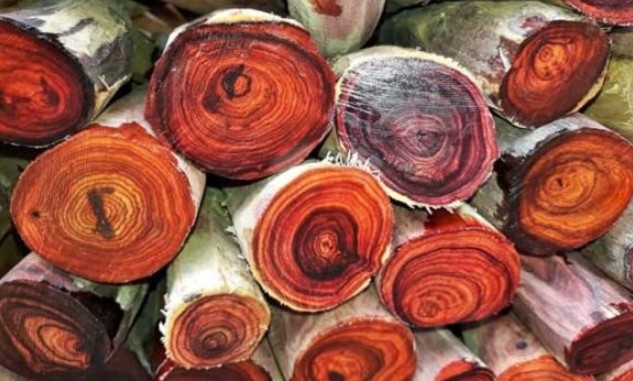 Ngôi làng sở hữu 30 cây gỗ quý nhất Việt Nam: Rộng 1000m2, được bảo vệ bởi một hủ tục tâm linh