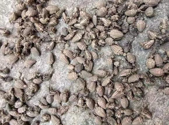 Loại côn trùng bé xíu đào hố trong đất từng được lùng mua với giá 15 triệu đồng/kg, đắt nhưng nhiều người cũng chịu