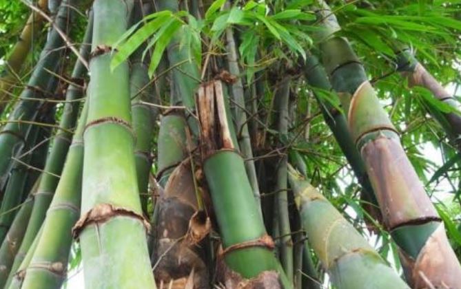 Tre không phải loài cây, gọi là gì?