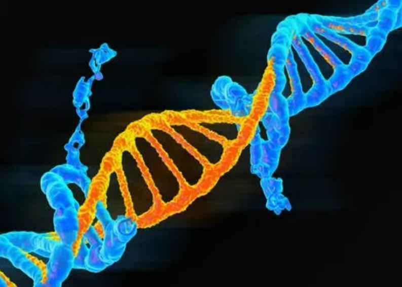 Australia sử dụng CRISPR để vô hiệu hoá các đột biến gene gây ung thư