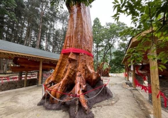 Cây gỗ quý 4.300 năm tuổi dài 11m từng bị sét đánh được gia chủ bán 2 căn nhà để lấy, thương gia trả hơn 870 tỷ cũng không bán