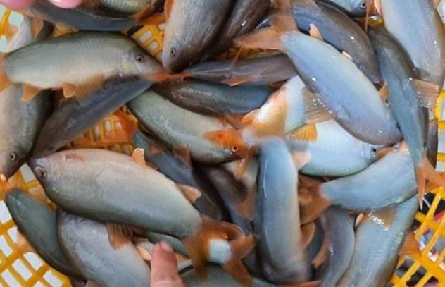 Loại cá đặc sản tiền triệu của miền Tây từng hot rần rần nay bất ngờ rớt giá, dân rao bán chỉ từ 300.000 đồng/kg, mua nhanh còn kịp