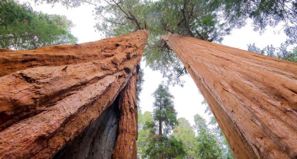 Cây lớn nhất thế giới nằm ở đâu?