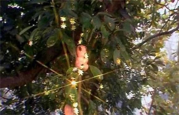 Vì sao Tôn Ngộ Không quyết tâm bằng mọi giá quật đổ cây nhân sâm quý của Trấn Nguyên đại tiên trong 'Tây Du Ký'?