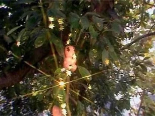 Vì sao Tôn Ngộ Không quyết tâm bằng mọi giá quật đổ cây nhân sâm quý của Trấn Nguyên đại tiên trong 'Tây Du Ký'?