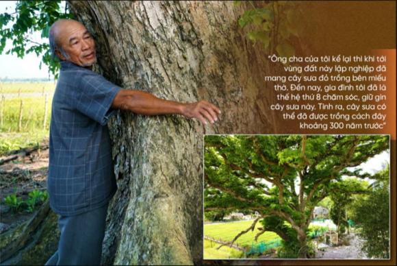 Cây gỗ ở Quảng Nam bên trong là một 'khối vàng', được trả 'núi tiền' nhưng chủ nhân quyết không bán, vì sao?