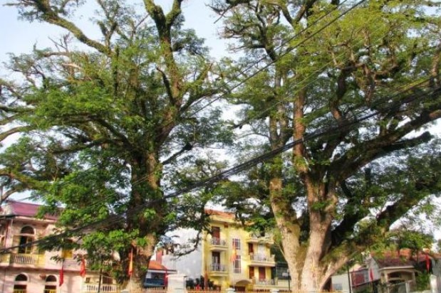 Cây gỗ quý 700 tuổi có giá trị 'không đo được bằng tiền' nằm ở đâu?