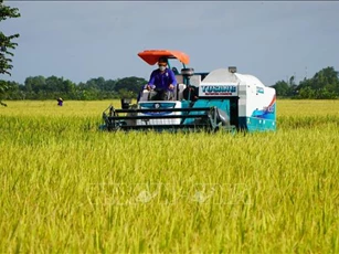 Đề án 1 triệu ha chuyên canh lúa chất lượng cao, phát thải thấp - Bài cuối: Mở rộng quy mô sản xuất