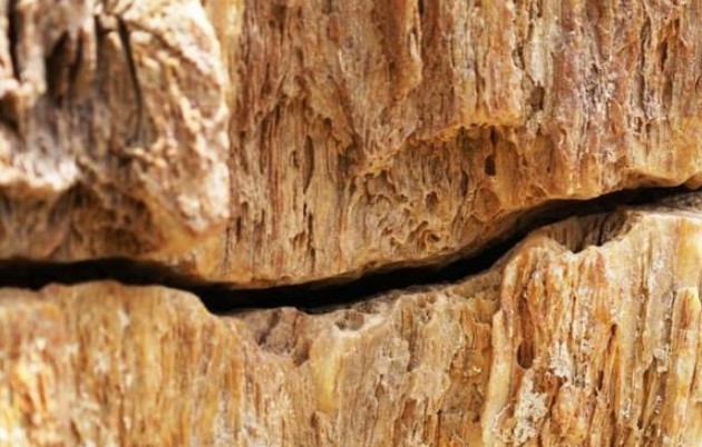 Việt Nam có khúc gỗ quý niên đại hàng triệu năm, cứng ngang mã não, từng có cây được trả hơn 600 tỷ đồng