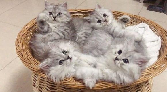 Vì sao ít người dám nuôi “mèo cái”? Những người có kinh nghiệm tiết lộ lý do