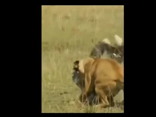 CLIP: Sư tử "thần tốc" bắt gọn kền kền trong chớp mắt