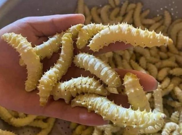 Món ăn đặc sản nổi tiếng ở Phú Thọ, nhìn thì đáng sợ nhưng lại cực ngon và tốt cho sức khỏe