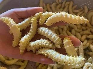 Món ăn đặc sản nổi tiếng ở Phú Thọ, nhìn thì đáng sợ nhưng lại cực ngon và tốt cho sức khỏe