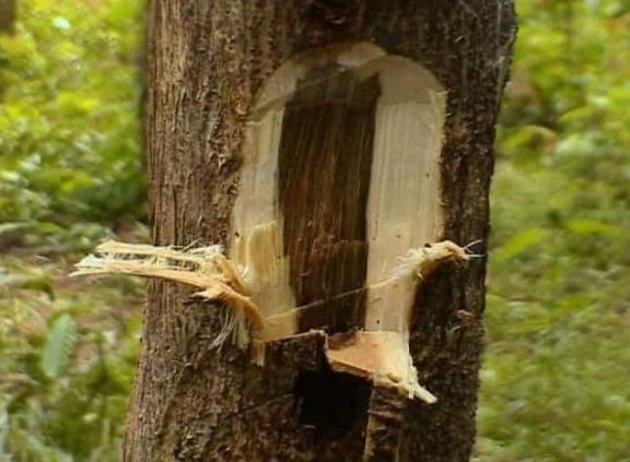 Việt Nam có loại gỗ giá 2 tỷ đồng/kg, mệnh danh là 'gỗ của các vị thần' được giới đại gia đua nhau lùng sục