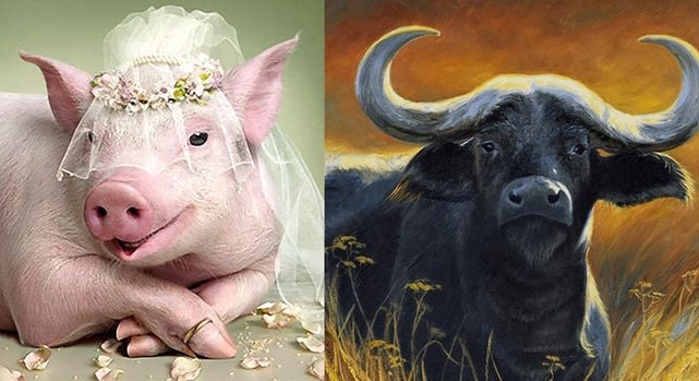 Tử vi ngày 28/12/2024 của 12 con giáp: Tuổi Hợi rực rỡ cơ hội thăng tiến, Sửu cần đối mặt thách thức