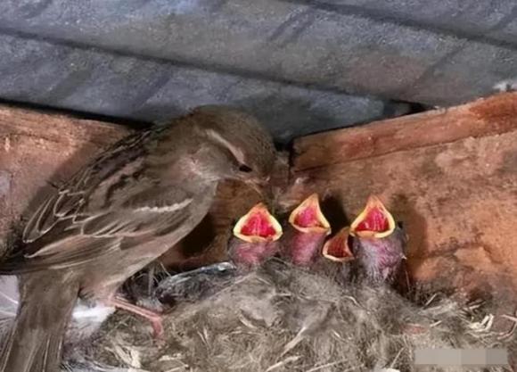 Đừng vội đuổi đi, hai loài chim này bay vào nhà là dấu hiệu tin vui và tài lộc sắp đến