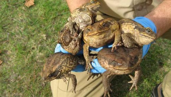 Cóc mía điên cuồng đến mức nào? Cưỡi trăn theo đàn và đầu độc cả chó, cá sấu cũng không dám ăn thịt