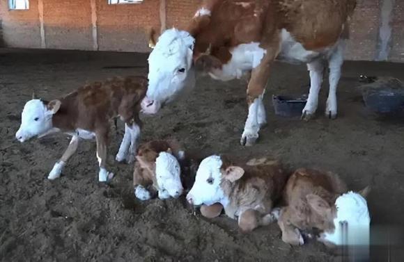 Trẻ sơ sinh động vật có thể đi lại ngay sau khi sinh, tại sao trẻ sơ sinh loài người lại không thể làm được điều tương tự?