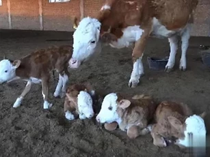 Trẻ sơ sinh động vật có thể đi lại ngay sau khi sinh, tại sao trẻ sơ sinh loài người lại không thể làm được điều tương tự?