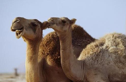 Tại sao lạc đà hầu như không có kẻ thù tự nhiên? Không có động vật nào khác ăn nó, tại sao?