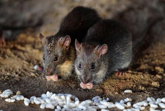 Bất ngờ loài động vật ăn thịt giao phối cho đến khi chết mới thôi! Tại sao nó lại làm như vậy?