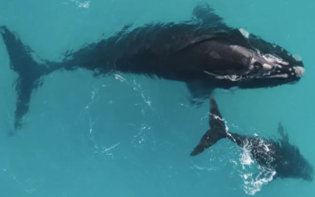 Loài cá voi đang có nguy cơ tuyệt chủng có thể sống tới 150 năm