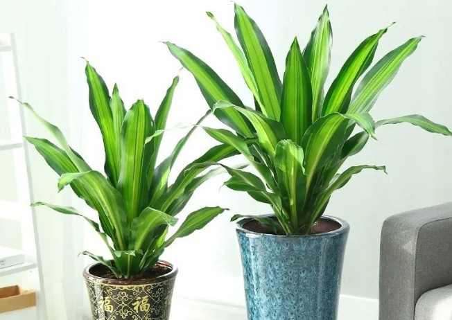 4 cây cảnh dưỡng người, chiêu tài lộc, hút vận may, nhà giàu nào cũng thích