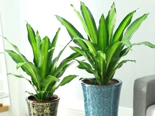 4 cây cảnh dưỡng người, chiêu tài lộc, hút vận may, nhà giàu nào cũng thích