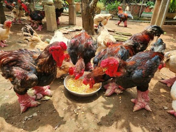Gà Đông Tảo có gì đặc biệt mà đắt đỏ như vậy?