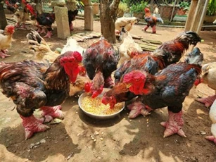 Gà Đông Tảo có gì đặc biệt mà đắt đỏ như vậy?