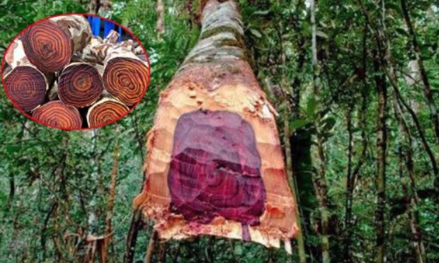 Đào được cây gỗ quý bậc nhất Việt Nam người đàn ông 'bán vội' được 600 triệu đồng, thương lái mua thu lời hơn 5 tỷ đồng