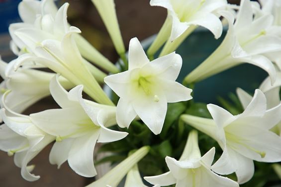 Điểm danh những loài hoa đẹp vô thực nhưng chứa chất độc nguy hiểm, Việt Nam có 1 loài hoa rất phổ biến