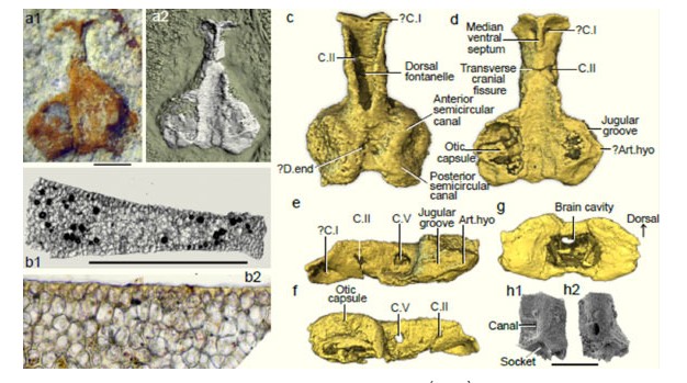 Hiện ra sau 400 triệu năm, "quái vật nhiều chân dung" gây bối rối