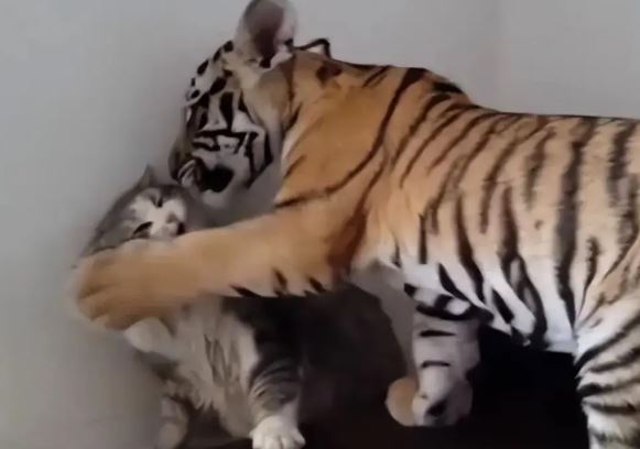 C&#xF3; chung h&#x1ECD;, &#x111;i&#x1EC1;u g&#xEC; s&#x1EBD; x&#x1EA3;y ra n&#x1EBF;u m&#x1ED9;t con h&#x1ED5; nh&#xEC;n th&#x1EA5;y m&#x1ED9;t con m&#xE8;o?