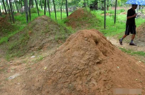 Trên mộ có cỏ có tốt hơn không? Tại sao nói: mộ không cỏ, con cháu suy tàn, khó ngóc đầu?